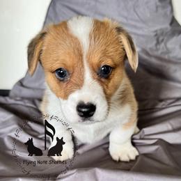 Chyna - Sable female Pembroke Welsh Corgi puppy in Casper, Wyoming from Flying Note Shorties