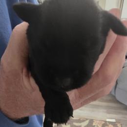 Boy 1 - Black male Miniature Schnauzer puppy in Fresno, California from Findell Kennel, LLC