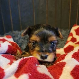 Brinley - Black and tan Yorkshire Terrier puppy in Junction City, Ohio from On The Edge Of A Dream Yorkies