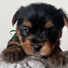 Green Boy - Black and gold male Yorkshire Terrier puppy in Meridian, Idaho from Doodles of Idaho