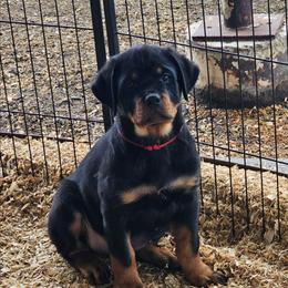 RED GIRL - Black and mahogany female Rottweiler puppy in Worley, Idaho from Templinhaus Rottweilers & DreamHaus French Bulldogs