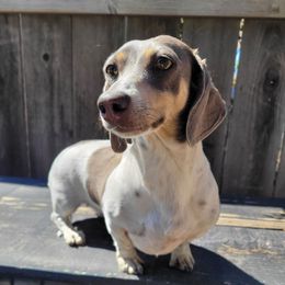 Storm - Dachshund