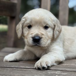 Blue Boy - Light golden male Golden Retriever puppy in Scio, Oregon from Stackhouse Family Farm