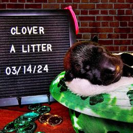 Belgian Malinois Puppies from Z Domu Niedzwiedzia Malinois