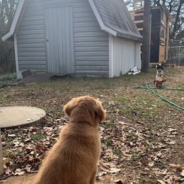 Golden Retriever Puppies from 3 Gun Retrievers