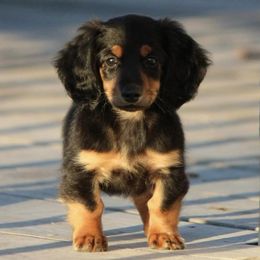 Dachshunds from Shining P Pets