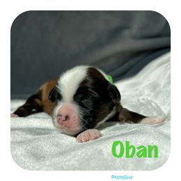 Goldendoodle and Tibetan Terrier Puppies from Dood Ranch Doodles & Kildare Tibetan Terriers