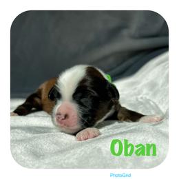 Goldendoodle and Tibetan Terrier Puppies from Dood Ranch Doodles & Kildare Tibetan Terriers