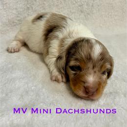 Rain - Dapple female Dachshund puppy in Carlsbad, Texas from MV Mini Dachshunds