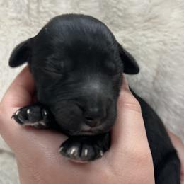 Dutch Blitz - Black male Goldendoodle puppy in Lancaster, Pennsylvania from Doodles in the Skye