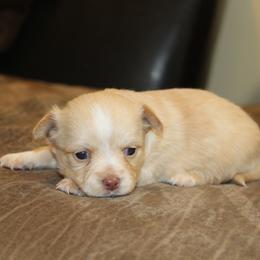 Ivan - Gold male Chihuahua puppy in Willamina, Oregon from Cherished Chihuahuas