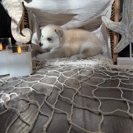 Ocean - Sable and white male Siberian Husky puppy in Lodi, California from Wolves with Amor