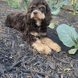 Sunday - Cocker Spaniel