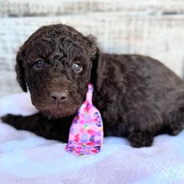 Love Nugget - Chocolate male Goldendoodle puppy in Mc Kinney, Texas from Flair Doodles