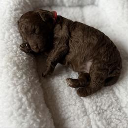 Red Collar - Silver-beige  female Poodle puppy in Franklin Park, Illinois from Windy City Majestic Toy Poodles