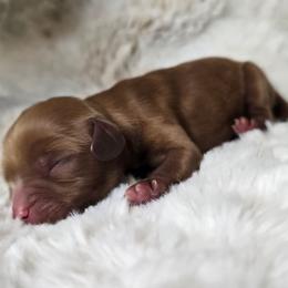 Sage - Ruby male Cavalier King Charles Spaniel puppy in Wildomar, California from Enchanted Rose Cavaliers