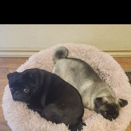 Pug puppies from Precious Princess Pugs