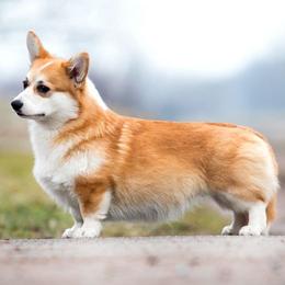 Xena - Pembroke Welsh Corgi