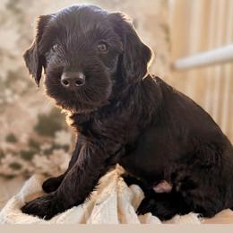 Luke Pawalker - male Golden Mountain Doodle puppy in Puyallup, Washington from Majestic Mtn Pups