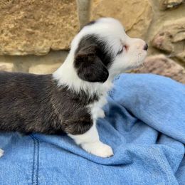 Brindle girl - Brindle and white female Cardigan Welsh Corgi puppy in Clinton, Tennessee from High Hopes Farm