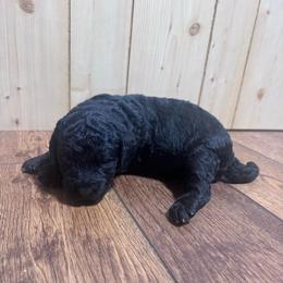 Coal - Black male Bernedoodle puppy in Carmichaels, Pennsylvania from JensenBelle Doodles