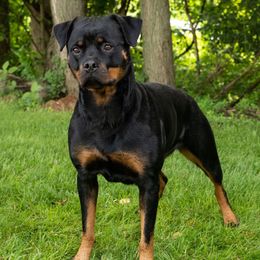 Misdemeanor - Rottweiler