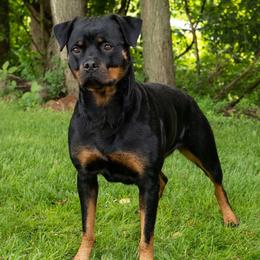Misdemeanor - Rottweiler
