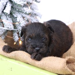 Justice - Red female Whoodle puppy in West Bend, Iowa from Blue Skies Terriers