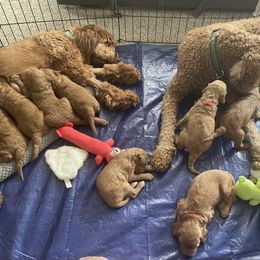 Goldendoodle Puppies from GG's Doodles