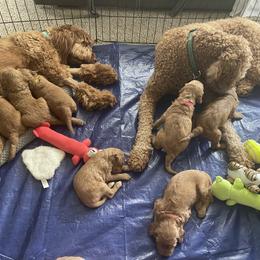 Goldendoodle Puppies from GG's Doodles