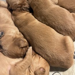 Golden Retriever Puppies from Sugar Creek Goldens