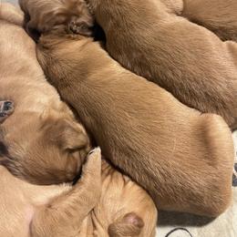 Golden Retriever Puppies from Sugar Creek Goldens