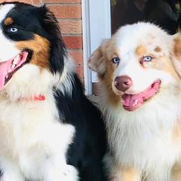 Australian Shepherds from Molly and Me Aussies