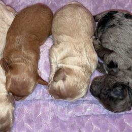 Cockapoo puppies from Schaible Family Puppies