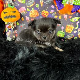 Buster Brown - Black and tan male Chihuahua puppy in Anderson, South Carolina from Lil Treasures Chihuahuas