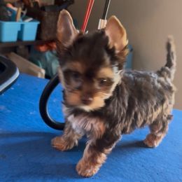 Girl 2 - Chocolate, tan and white female Yorkshire Terrier puppy in Des Moines, Iowa from Diamond Yorkshire Terriers