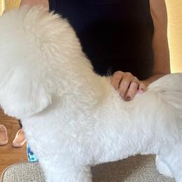Bichon Frises from Happy Tails Bichons