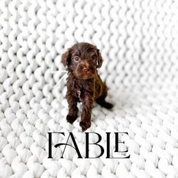 Fable - Chocolate female Goldendoodle puppy in Springville, Utah from Happy Doodle