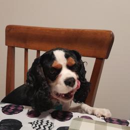 Max - Cavalier King Charles Spaniel