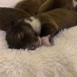 Girl 3 - Shetland Sheepdog puppy in Virginia from Southern Charm Sheltie’s