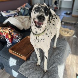 Dalmatian Puppies from Hallmark Dalmatians;