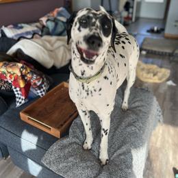 Dalmatian Puppies from Hallmark Dalmatians;