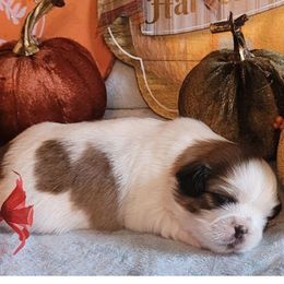 Shih Tzu Puppies from N.F.S.T Imperial ShihTzu Puppies.