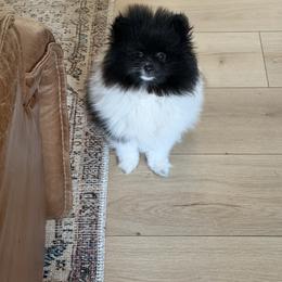 Teddy - Black parti male Pomeranian puppy in Muskogee, Oklahoma from Wonderlust Pomeranians