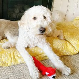 Goldendoodles from Black Forest Doodles
