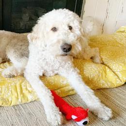 Goldendoodles from Black Forest Doodles