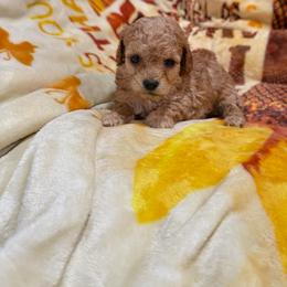 Rusty - Red  male Poodle puppy in Tennessee Colony, Texas from Poodle an Doodles 3:16