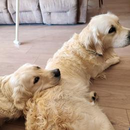 Golden Retriever All Grown Up from Teeter's Desert  Goddess Goldens