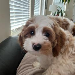 Milo - Blenheim male Cavapoo puppy in Ridgeville, South Carolina from Cavapoo Love Bugs