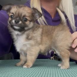 Harry - Fawn male Chihuahua puppy in Spring Hill, Florida from Stardom Chihuahuas & CKCS